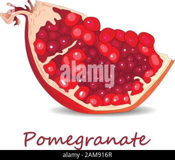 Immagine vettoriale di melograno a mano isolata su sfondo bianco. Illustrazione Vettoriale