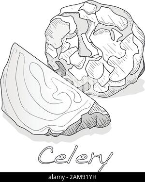 Immagine vettoriale monocromatica del sedano isolata su sfondo bianco. Illustrazione Vettoriale