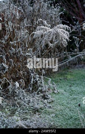 Inverno in giardino - gelo su piante Foto Stock