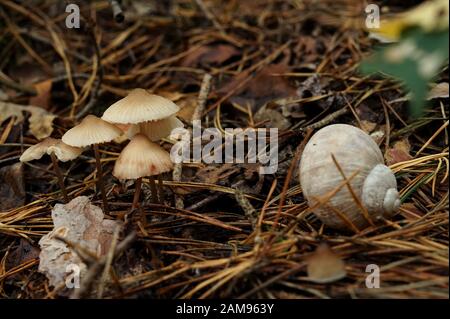 Vuoto guscio del vigneto e piccoli funghi sulla lettiera forestale Foto Stock