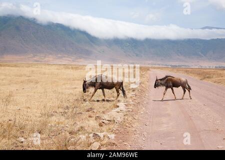 Gnu in fila su di Ngorongoro Conservation Area cratere, Tanzania. Fauna africana Foto Stock