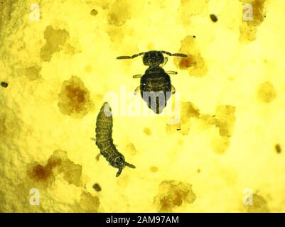 Micrografia di due collembolas (springtails) che alimentano su un fungo Foto Stock