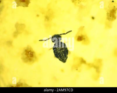 Micrografia di una coda di molla globulare (Collembola) che alimenta su un fungo Foto Stock