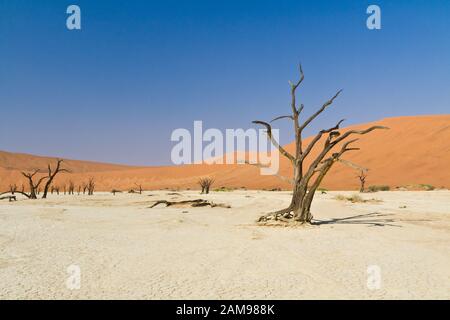 Vlei Morto In Namibia Foto Stock