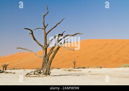 Vlei Morto In Namibia Foto Stock