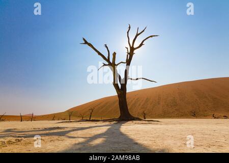 Vlei Morto In Namibia Foto Stock