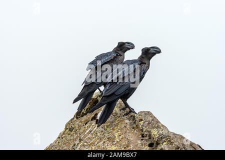 Raven (Corvus crassirostris), è un uccello che è comune ad abbondanti da circa 1200 ad almeno 4100 metri (4000 .13.500 piedi). Simien M. Foto Stock