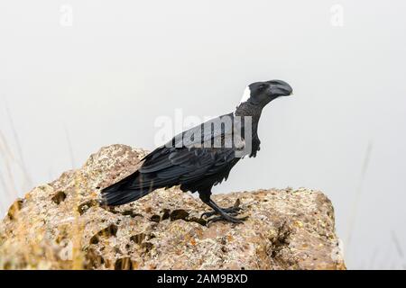 Raven (Corvus crassirostris), è un uccello che è comune ad abbondanti da circa 1200 ad almeno 4100 metri (4000 .13.500 piedi). Simien M. Foto Stock