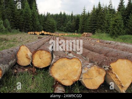 Tronchi Da Sega Nel Parco Nazionale Di Bieszczady, Polonia, Europa Foto Stock