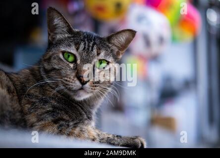 Splendido gatto verde oculare Foto Stock