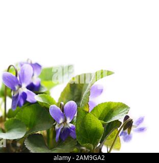 Violetti isolati su sfondo bianco Foto Stock