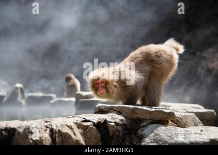 Scimmia Macaque giapponese giocare dalla sorgente calda nel Jigokudani (significa Valle dell'Inferno) parco di scimmie della neve a Nagano Giappone Foto Stock