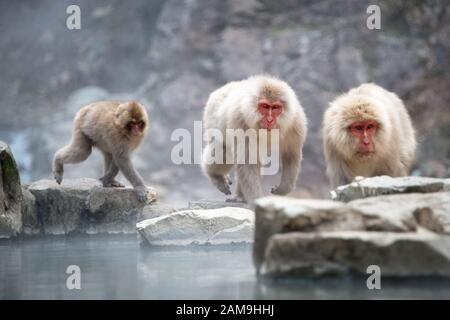 Tre scimmie Macaque giapponesi che giocano lungo la sorgente calda nel parco delle scimmie di neve Jigokudani (significa Valle dell'Inferno) a Nagano Japan Foto Stock