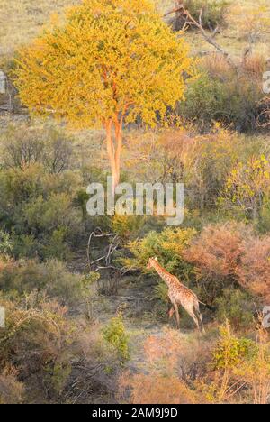 Veduta aerea della giraffa meridionale, giraffa, vista da un giro in mongolfiera, Bushman Plains, Delta di Okavanago, Botswana Foto Stock