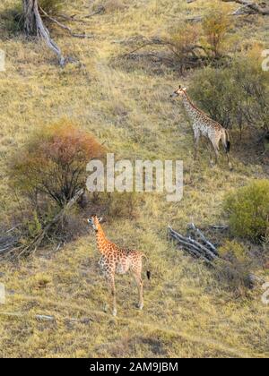 Veduta aerea della giraffa meridionale, giraffa, vista da un giro in mongolfiera, Bushman Plains, Delta di Okavanago, Botswana Foto Stock