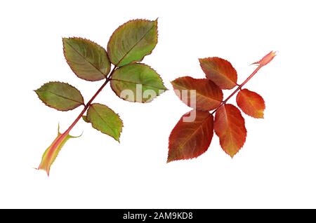 Foglie di rosa verde e rossa isolate su bianco Foto Stock