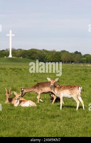Allevamento di cervi a Phoenix Park, Dublino, Irlanda Foto Stock