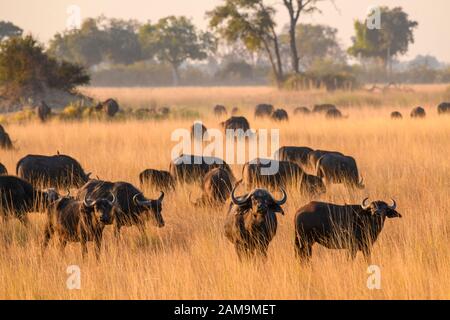 Mandria di bufali africani o di bufali del Capo, di Caffer di Syncerus, delle pianure del Bushman, del delta di Okavanago, del Botswana Foto Stock