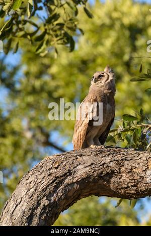 Verreaux's Eagle-Owl, Bubo lacteus, Delta dell'Okavango, Botswana. Conosciuto anche come Milky Eagle Owl o Giant Eagle Owl Foto Stock