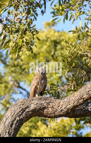 Verreaux's Eagle-Owl, Bubo lacteus, Delta dell'Okavango, Botswana. Conosciuto anche come Milky Eagle Owl o Giant Eagle Owl Foto Stock