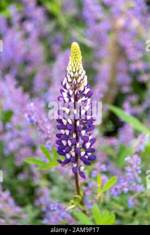 Lupinus il Governatore, Lupinus fiore, lupino Foto Stock