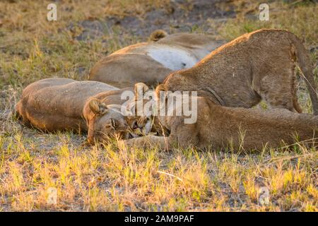Giovani cuccioli di Leone (circa 6 mesi) e madre, Panthera leo, Khwai Private Reserve, Okavango Delta, Botswana Foto Stock