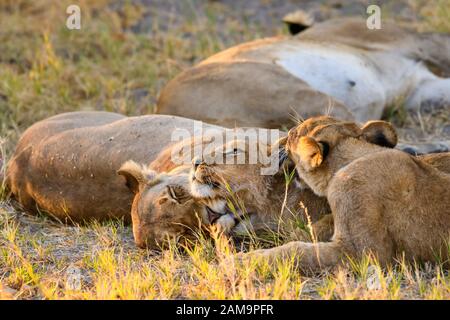 Giovani cuccioli di Leone (circa 6 mesi) e madre, Panthera leo, Khwai Private Reserve, Okavango Delta, Botswana Foto Stock