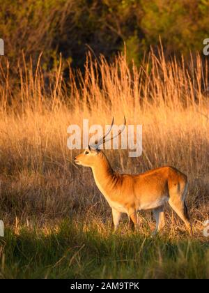 Male Lechwe Rosso, Kobus Leche, Khwai Private Reserve, Okavango Delta, Botswana. Conosciuto anche come Southern Lechwe Foto Stock