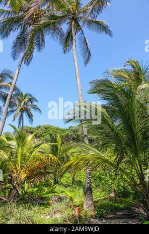 Foresta tropicale con palme nel Parco Nazionale di El Tayrona, situato nella regione dei Caraibi in Colombia. 34 km dalla città di Santa Marta è uno di Foto Stock