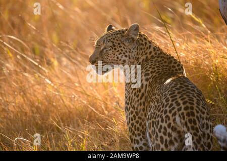 Leopardo, Pante pardus, camminando attraverso erba lunga, Khwai Riserva privata, Delta dell'Okavango, Botswana Foto Stock