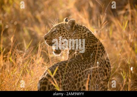 Leopardo, Pante pardus, camminando attraverso erba lunga, Khwai Riserva privata, Delta dell'Okavango, Botswana Foto Stock