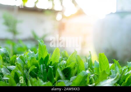 Closeup foglie verdi di culantro (Eryngium foetidum). Orto Culantro in Thailandia. Erbe tropicali perenni. Erbe culinarie in Asia. Commestibile Foto Stock