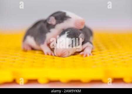 Ratti sono piccoli. Poco topo striscia sulla superficie gialla. Cute ratti neonati Foto Stock