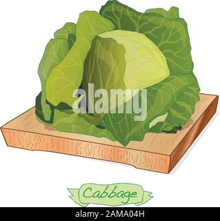 Cavolo su piattaforma di legno vettore illustrazione isolato su bianco Illustrazione Vettoriale