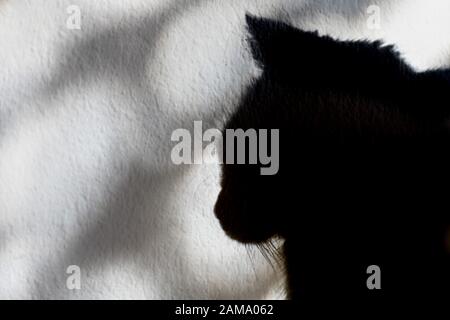 Ombra del profilo di una testa di gatto sulla parete Foto Stock