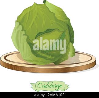 Cavolo su piattaforma di legno vettore illustrazione isolato su bianco Illustrazione Vettoriale