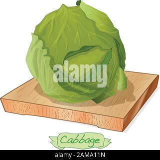 Cavolo su piattaforma di legno vettore illustrazione isolato su bianco Illustrazione Vettoriale