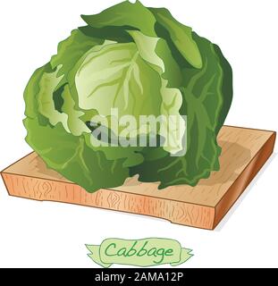 Cavolo su piattaforma di legno vettore illustrazione isolato su bianco Illustrazione Vettoriale