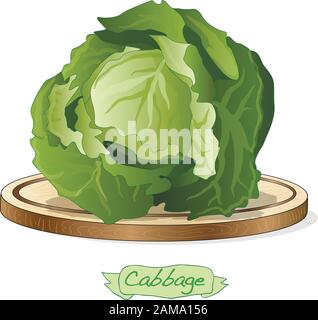 Cavolo su piattaforma di legno vettore illustrazione isolato su bianco Illustrazione Vettoriale