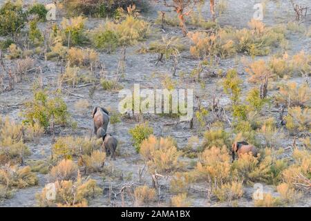 Veduta aerea dell'elefante africano, Loxodonta africana, vista da un giro in mongolfiera, Bushman Plains, Delta di Okavanago, Botswana Foto Stock