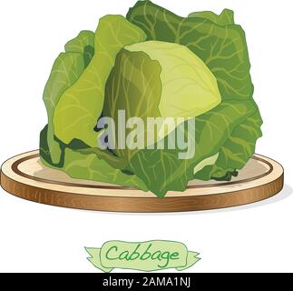 Cavolo su piattaforma di legno vettore illustrazione isolato su bianco Illustrazione Vettoriale