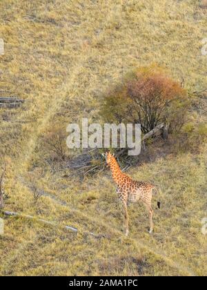 Veduta aerea della giraffa meridionale, giraffa, vista da un giro in mongolfiera, Bushman Plains, Delta di Okavanago, Botswana Foto Stock