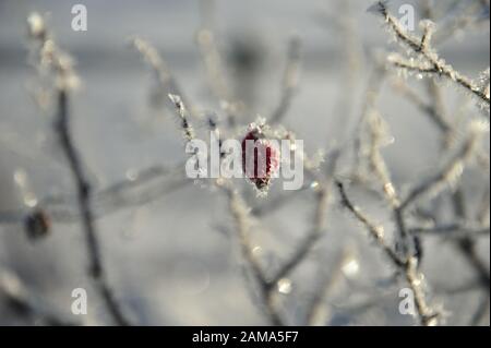 Immagine soft focused della rosata congelata in inverno. Ramoscelli con aghi frost. Foto Stock