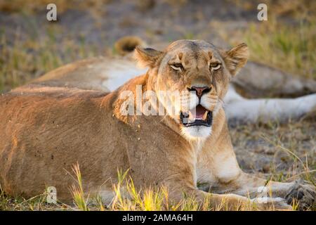 Leone Femmina, Leone Panthera, Riserva Privata Khwai, Delta Okavango, Botswana Foto Stock