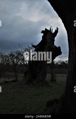 silhouette di un tronco di quercia morto rotto contro un cielo nuvoloso scuro Foto Stock