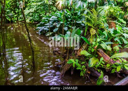 lago della giungla con molte piante tropicali verdi, giardino esotico e paesaggio naturale Foto Stock