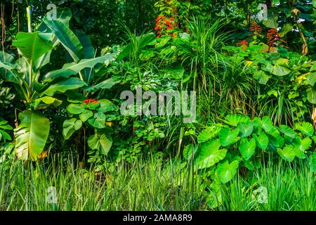 diverse specie vegetali in un giardino tropicale, vegetazione esotica selvaggia, sfondo naturale Foto Stock