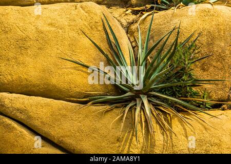 Primo piano di una pianta di agave che cresce su alcune rocce, specie di pianta tropicale popolare dall'America Foto Stock