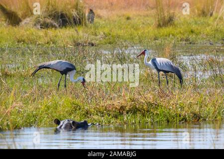 Coppia di gru Wattled, Bugeranus carunculatus o Grus carunculata, Khwai Private Reserve, Okavango Delta, Botswana Foto Stock