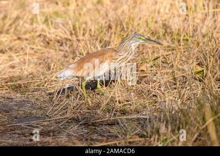 Squacco Heron, Ardeola Ralloides, Riserva Privata Khwai, Delta Dell'Okavango, Botswana Foto Stock